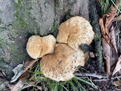 Pholiota squarrosa