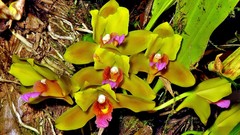 Bifrenaria inodora
