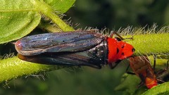 Aulacizes quadripunctata