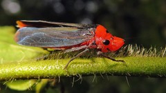 Aulacizes quadripunctata