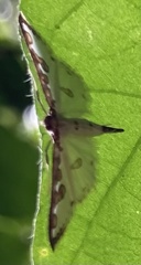 Palpita lobisignalis