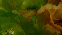 Heteroclinus eckloniae