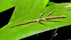 Ceroys perfoliatus