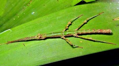 Ceroys perfoliatus
