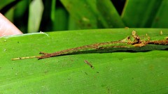 Ceroys perfoliatus