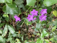 Commicarpus pentandrus