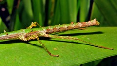 Ceroys perfoliatus