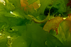 Heteroclinus eckloniae