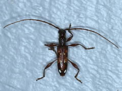 Coptocercus biguttatus