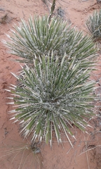 Yucca angustissima