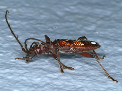 Coptocercus biguttatus