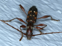 Coptocercus biguttatus