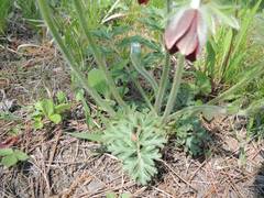 Pulsatilla cernua