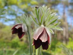 Pulsatilla cernua