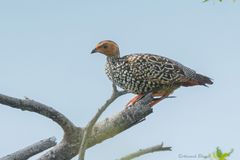 Francolinus pictus