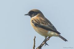 Saxicola maurus