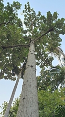 Brachychiton discolor