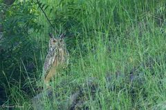 Bubo bengalensis