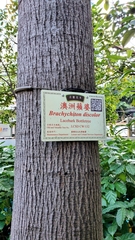 Brachychiton discolor