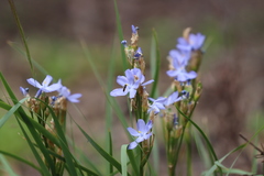 Orthrosanthus multiflorus