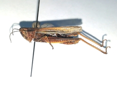 Chorthippus karelini