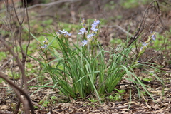 Orthrosanthus multiflorus