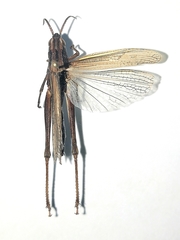 Chorthippus karelini