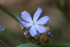 Orthrosanthus multiflorus