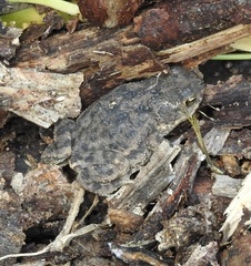 Rhinella major
