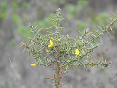 Ulex argenteus subsericeus