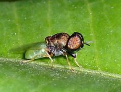 Oplodontha rubrithorax