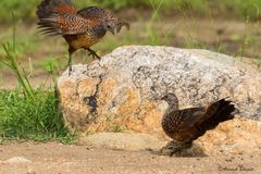 Galloperdix lunulata