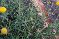 Leiocarpa brevicompta