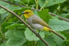 Pycnonotus xantholaemus