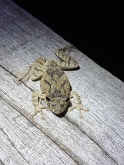 Scinax acuminatus