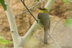 Pycnonotus xantholaemus