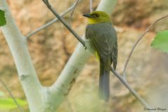 Pycnonotus xantholaemus