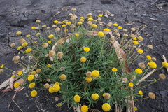 Leiocarpa brevicompta