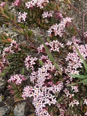 Pimelea alpina