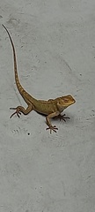 Calotes versicolor