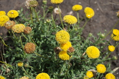Leiocarpa brevicompta