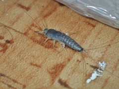 Ctenolepisma longicaudatum