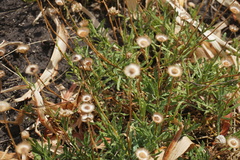 Leiocarpa brevicompta
