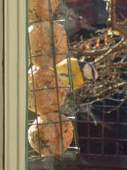 Cyanistes caeruleus