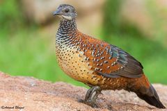 Galloperdix lunulata