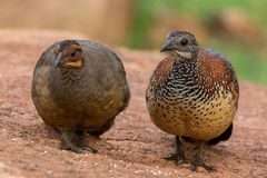 Galloperdix lunulata