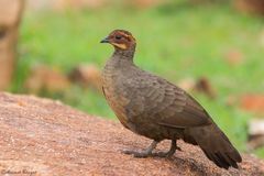 Galloperdix lunulata