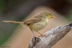 Prinia sylvatica