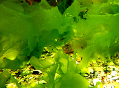 Heteroclinus eckloniae