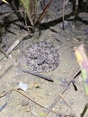 Bothrops mattogrossensis